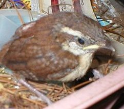Carolina Wren Chick