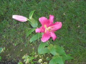 Good Morning Lily