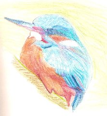 Halcyon Bird drawing