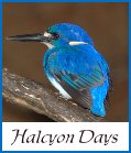 Halcyon Days logo