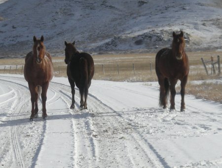 Horses in the Road, Banner, Wyoming