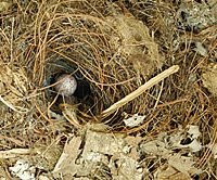 Carolina Wren Chick