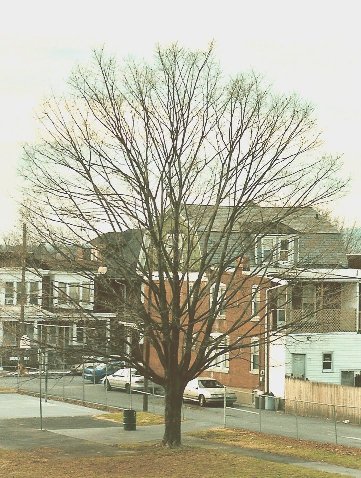 Tree in December