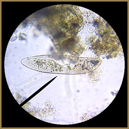 paramecium jpg size of paramecium