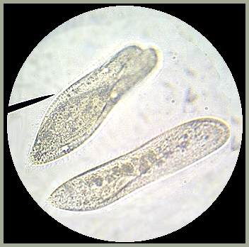 Paramecia